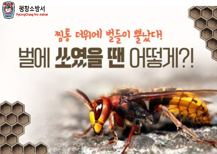 벌 쏘임 주의.jpg