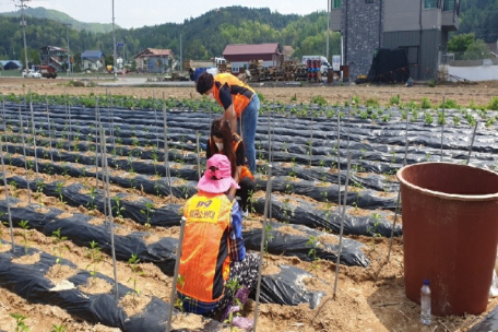 (20.05.20.) 평창소방서 봉평여성의용소방대, 농번기 일손부족 ‘농가 일손돕기’봉사